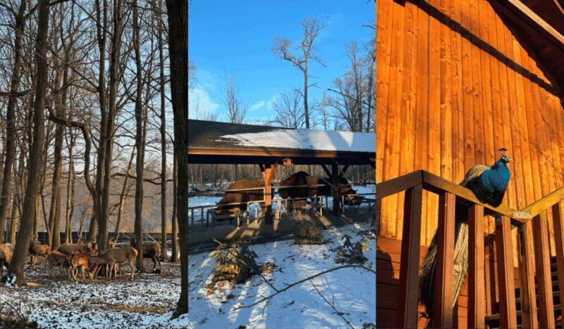 Tychy: Brewery Museum Tour with Tastings and Bison Reservoir - Discovering Bison at Pszczyna Reservoir