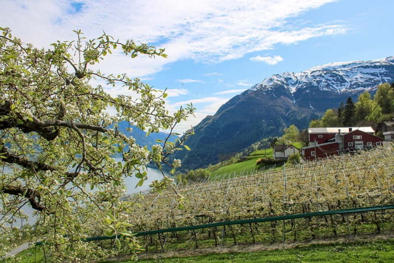 Tyssedal: Cider Tasting Tour - An Honest Look at the Tyssedal Cider Tasting Tour