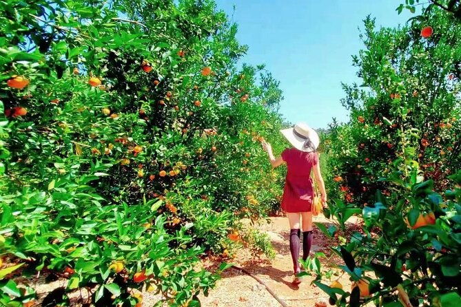 u-pick-tangerine-and-lemon-picking-at-sunmist-tangerine-farm