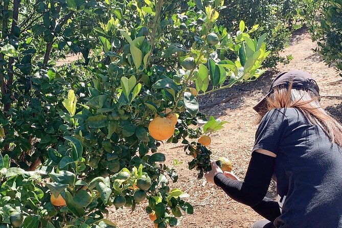 u-pick-tangerine-and-lemon-picking-at-sunmist-tangerine-farm