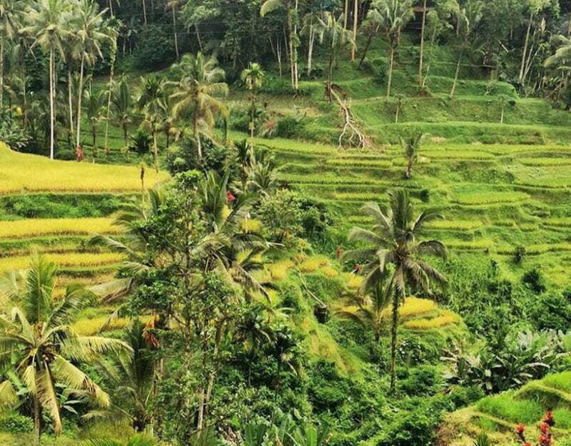 ubud-1-day-trip-tegalalangtemplegoarangrang-waterfalls