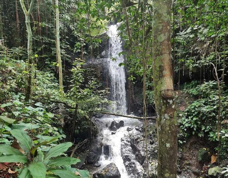ubud-1-day-trip-tegalalangtemplegoarangrang-waterfalls