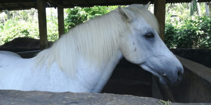 ubud-1-hour-beach-horse-riding-with-transfer