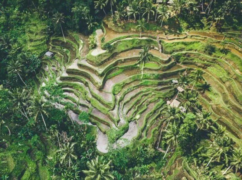 Ubud: 3-Day Tour with Sacred Monkey Forest Sanctuary. - Exploring the Full Ubud Experience