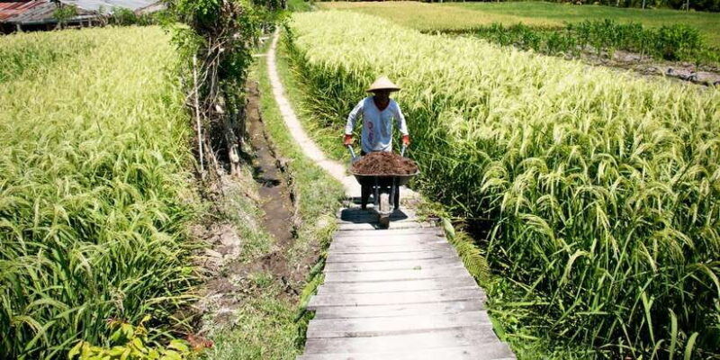 ubud-3-hour-walking-tour-with-lunch