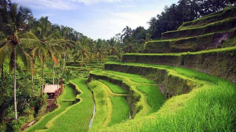 Ubud 3-in-1: Swing, Zipline & SkyBike Adventure - Final Thoughts