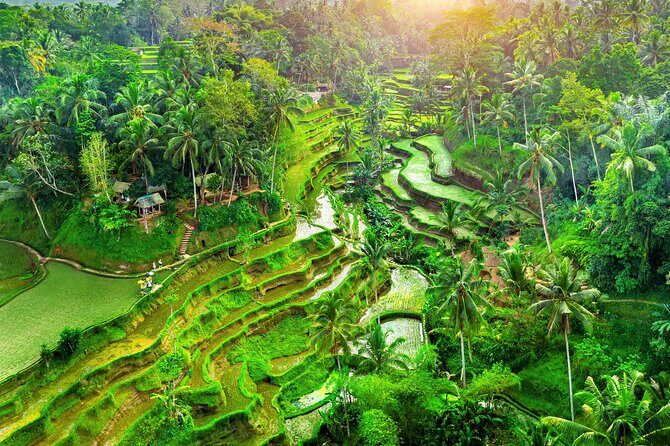 Ubud Adventure: Forest, Swing and Holy Spring - Key Points