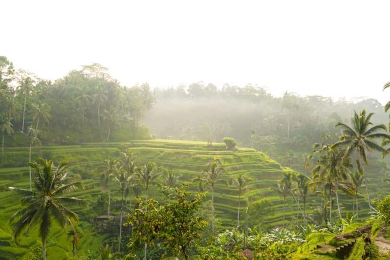 Ubud Adventure: Monkey Forest, Rice Terraces & Waterfalls - Ubud Adventure: Monkey Forest, Rice Terraces & Waterfalls – A Complete Guide