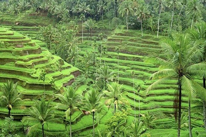 Ubud and Tanah Lot Tours - Practical Details & Tips