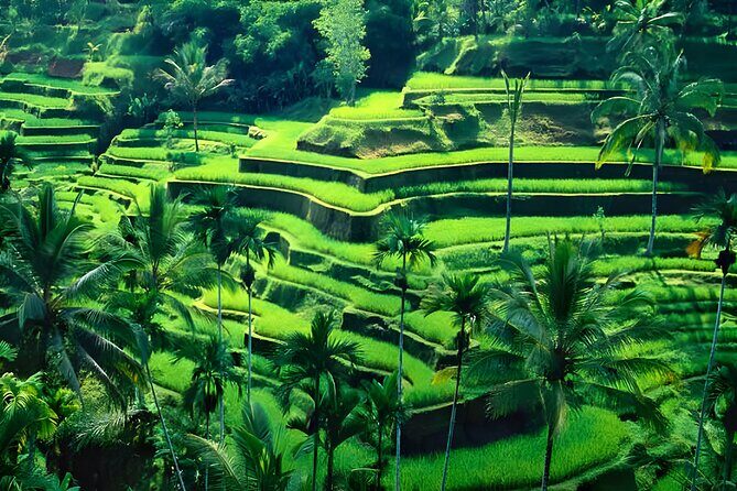 Ubud and Waterfall Half Day Tour Packages - FAQ