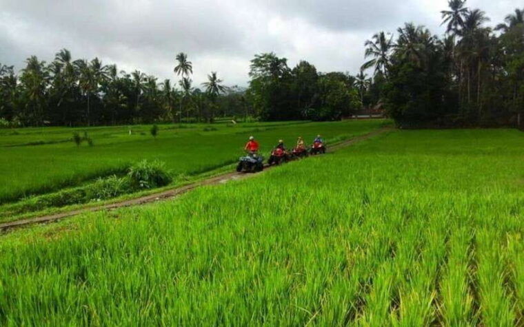 ubud-atv-ride-monkey-forest-and-tegalalang-rice-terrace