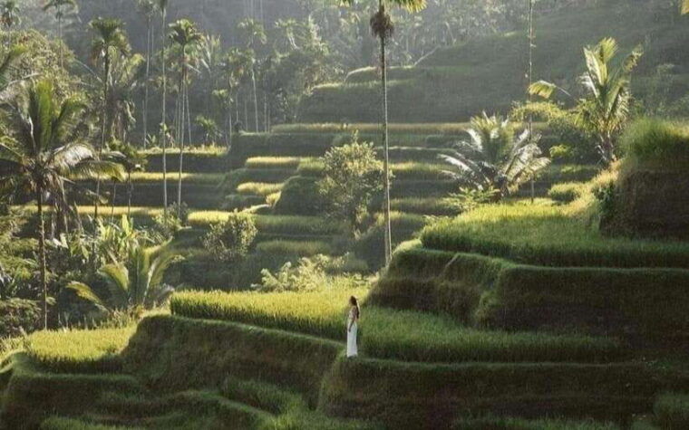 ubud-atv-ride-monkey-forest-and-tegalalang-rice-terrace