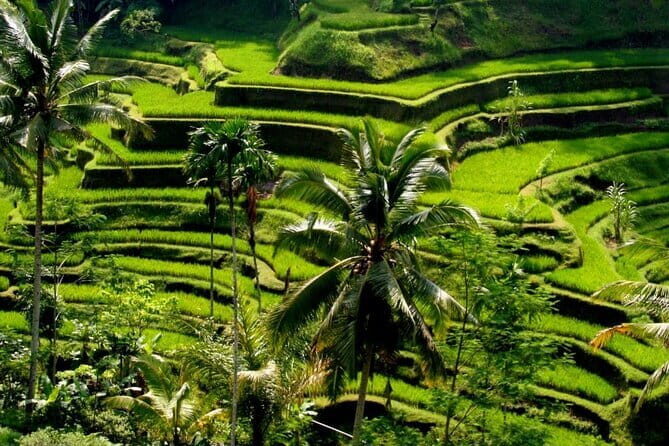 Ubud Bali Art and Culture Tour - Who Is This Tour Perfect For?