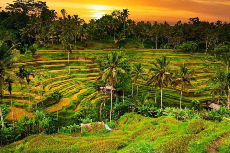 ubud-bali-tour