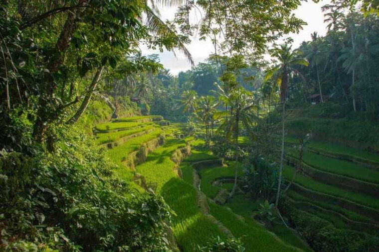 ubud-bali-tour