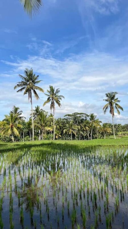 Ubud: Balinese Cooking Class, Rice Field & Market Tour - Key Points