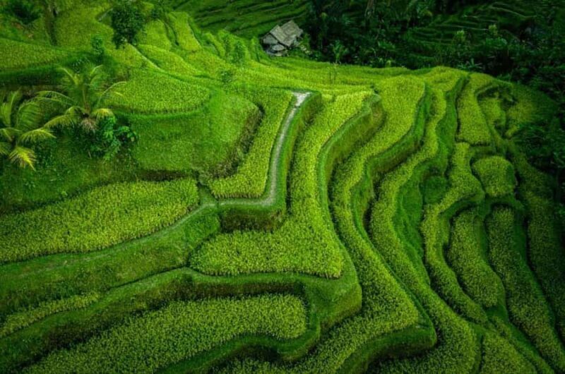 Ubud : Balinese House, Hidden Rice Field, & Coffee Break - FAQ