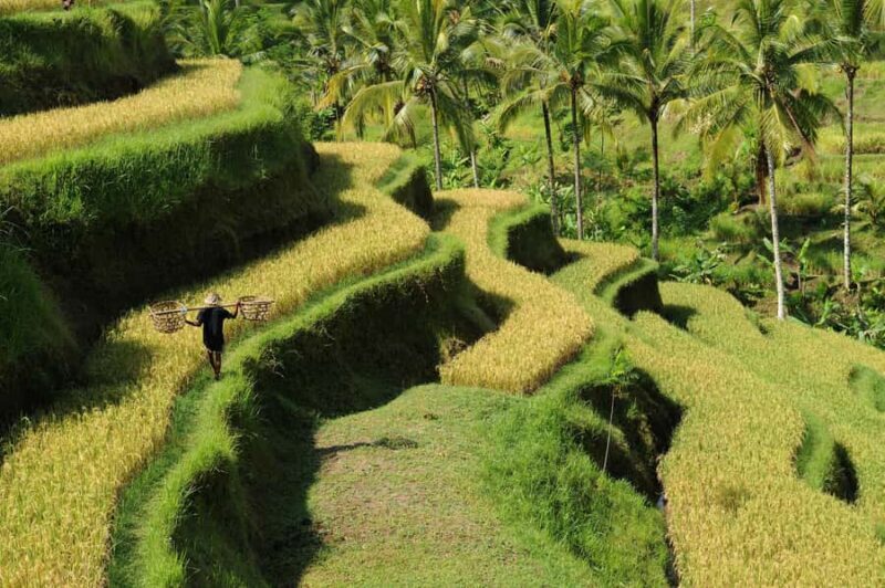 Ubud: Bali's 3 Epic Waterfall, Rice Terrace, and Temple Tour - Key Points