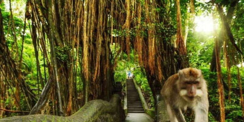 ubud-bliss-tour-rice-terrace-monkey-forest-infinity-pool
