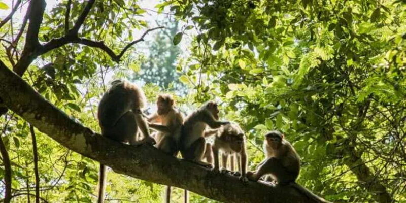 ubud-bliss-tour-rice-terrace-monkey-forest-infinity-pool