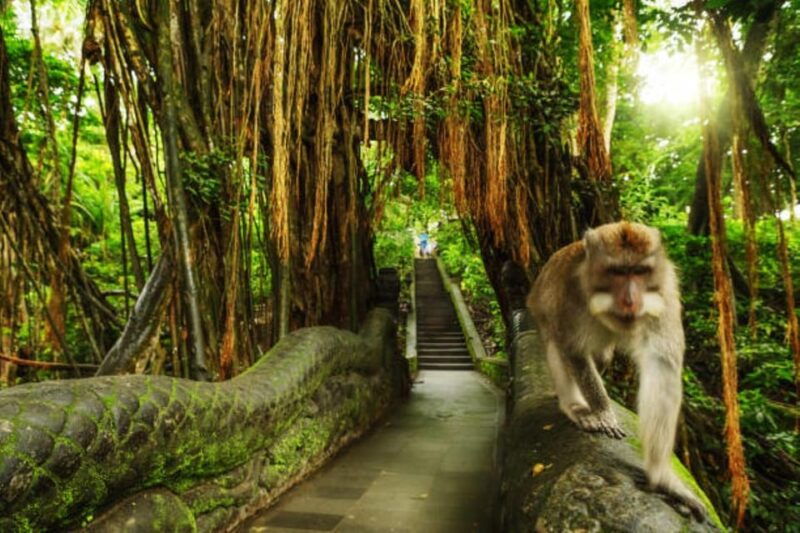ubud-bliss-tour-rice-terrace-monkey-forest-infinity-pool
