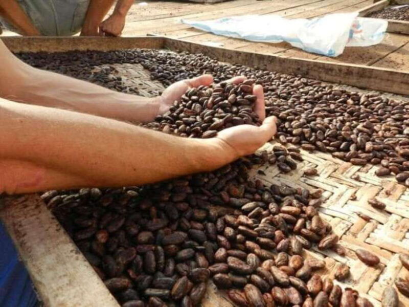 ubud-cacao-plantation-tour-w-chocolate-workshop-tasting
