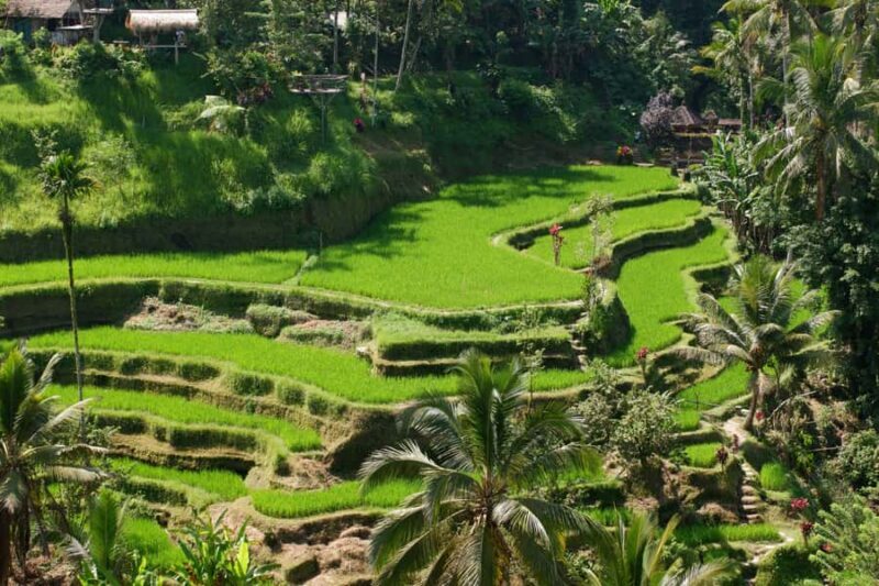 Ubud: Classic VW Safari to Waterfall, Swing & Rice Terraces - Key Points
