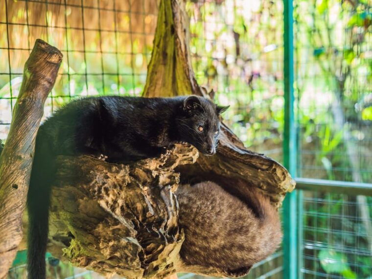 ubud-complete-full-day-tour-rice-terraces-swing-more