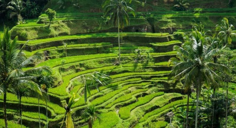 Ubud: Customised Ubud Tour with Private Driver Experience - Final Thoughts