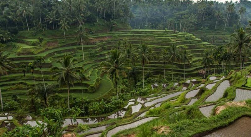 Ubud: Customised Ubud Tour with Private Driver Experience - Frequently Asked Questions