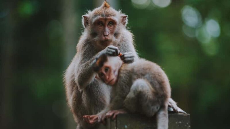 Ubud: Customized Ubud Fullday Tour With Private Driver - Authentic Experiences and Insider Tips