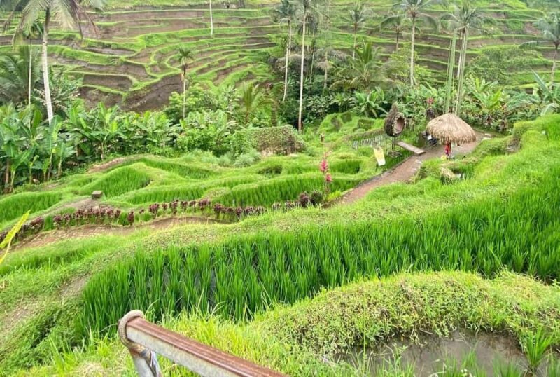 Ubud Day Tour  Japanese Guide Included - Who Should Consider This Tour?