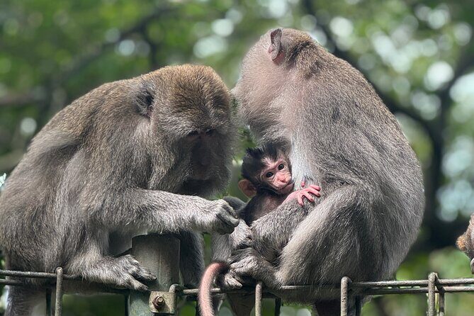 Ubud Day Tour with Private Car & Local Driver - Authentic Experiences and Honest Insights from Reviewers