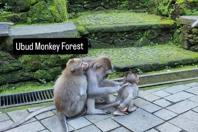 Ubud Day Trip Private Car Charter for a Full Bali Experience - Who Should Consider This Tour?