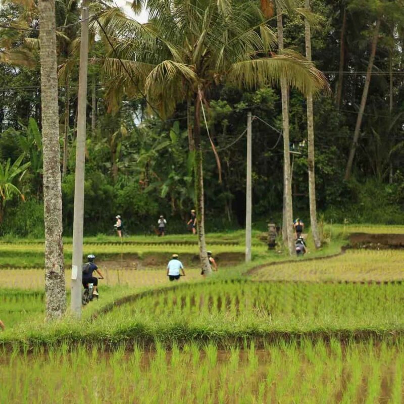 Ubud: Downhill Cycling Tour Through Jungle and Rice Terraces - FAQ