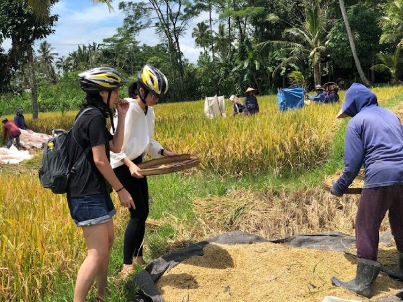 ubud-downhill-jungle-rice-terrace-cycling-tour-with-meals