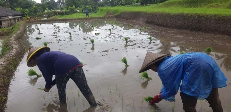 Ubud: Educational Eco Tour with Lunch and Cheese Making - Key Points