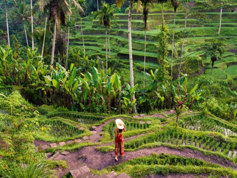 Ubud: Full-Day. Rice Terrace, Tirta Empul Temple & Waterfall - Final Thoughts