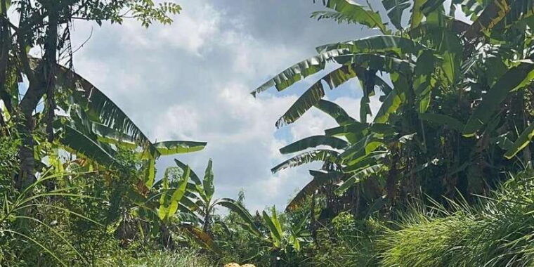 ubud-gorila-face-atv-quad-bike-rafting-3