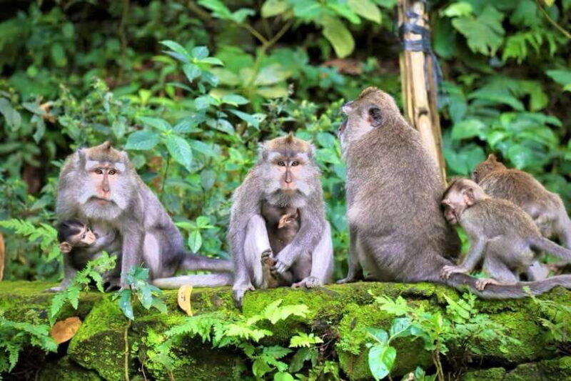 ubud-hidden-waterfall-monkey-forest-rice-terrace-swing