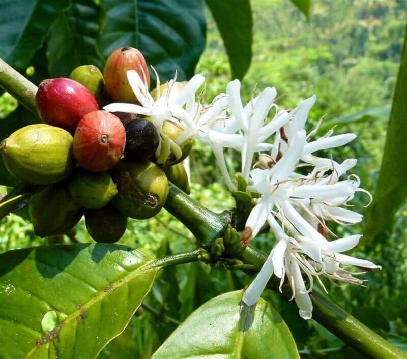 Ubud: Hidden Waterfall, Rice Terrace & Ulun Danu Temple Tour - The Sum Up