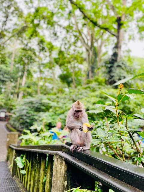 ubud-hidden-waterfalls-rice-terrace-tours