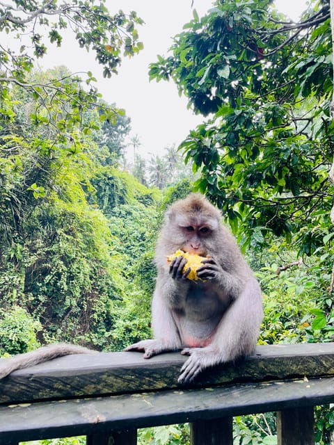 ubud-hidden-waterfalls-rice-terrace-tours