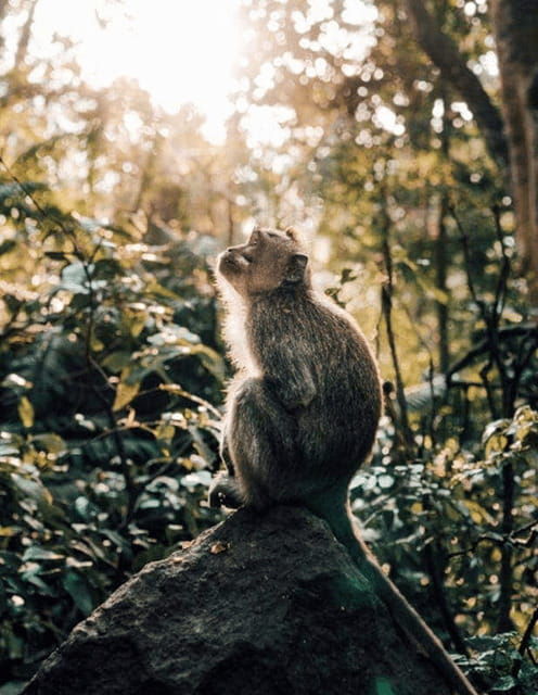 ubud-highlight-nature-wildlife-swing-waterfall