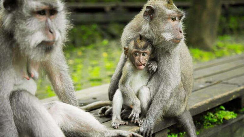 ubud-highlight-tour-with-holy-bathing-at-tirta-empul-temple