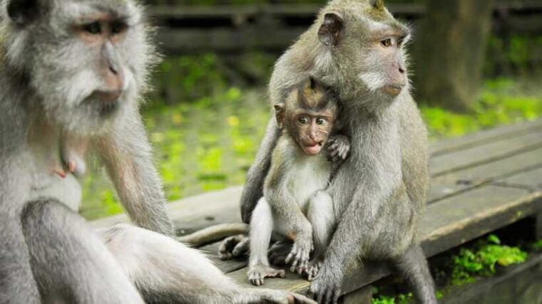 ubud-highlight-tour-with-holy-bathing-at-tirta-empul-temple
