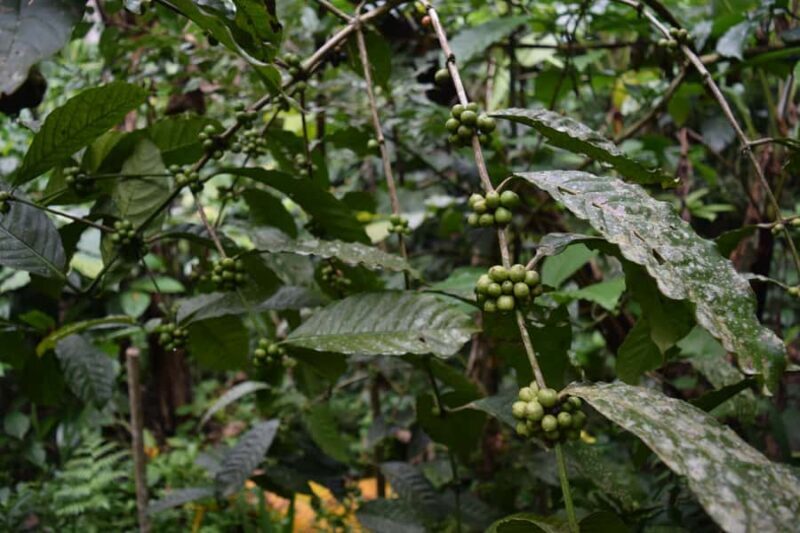 Ubud: Highlights Tour with Soul Purification & Hot Spring - Final Thoughts