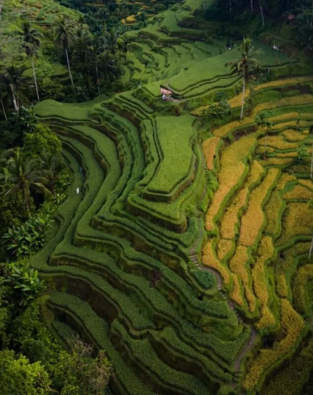 Ubud Highlights Tours Customized With Private Driver & Guide - Discover the Best of Ubud with a Private Guided Tour