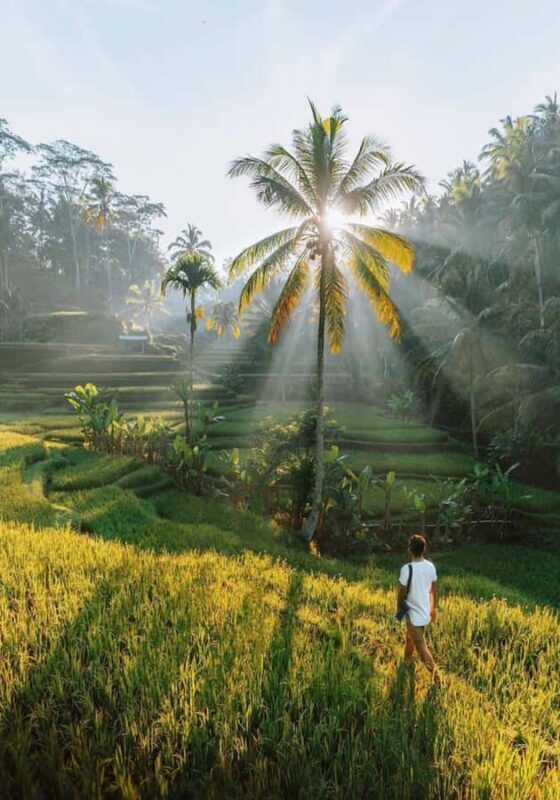 Ubud Highlights Tours Customized With Private Driver & Guide - FAQ