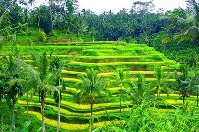Ubud: Holy Water Temple, Volcano View, Rice Terrace, MonkeyForest - Introduction  